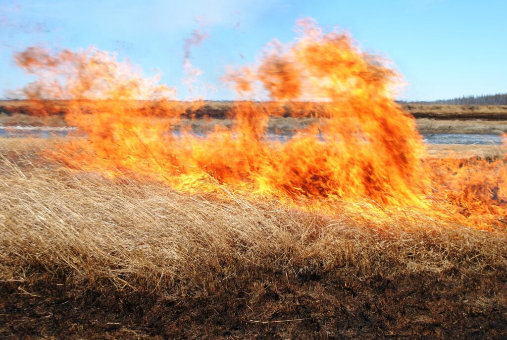 Выжигание сухой растительности – вред природе и человеку