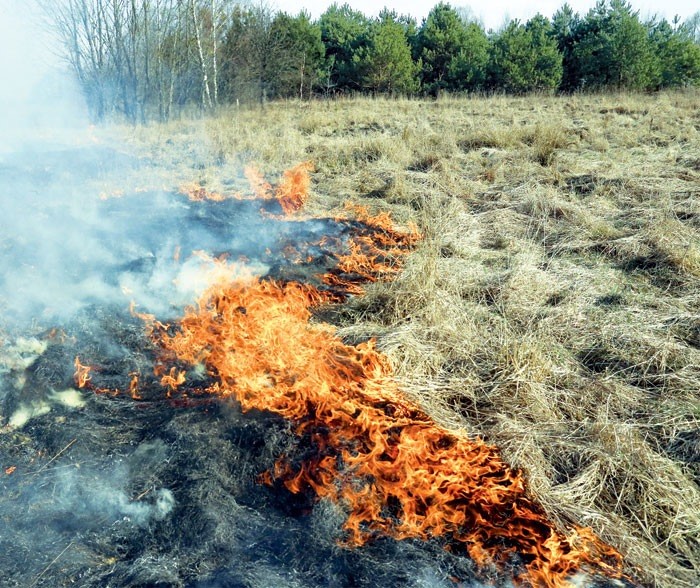 Выжигание сухой растительности – вред природе и человеку